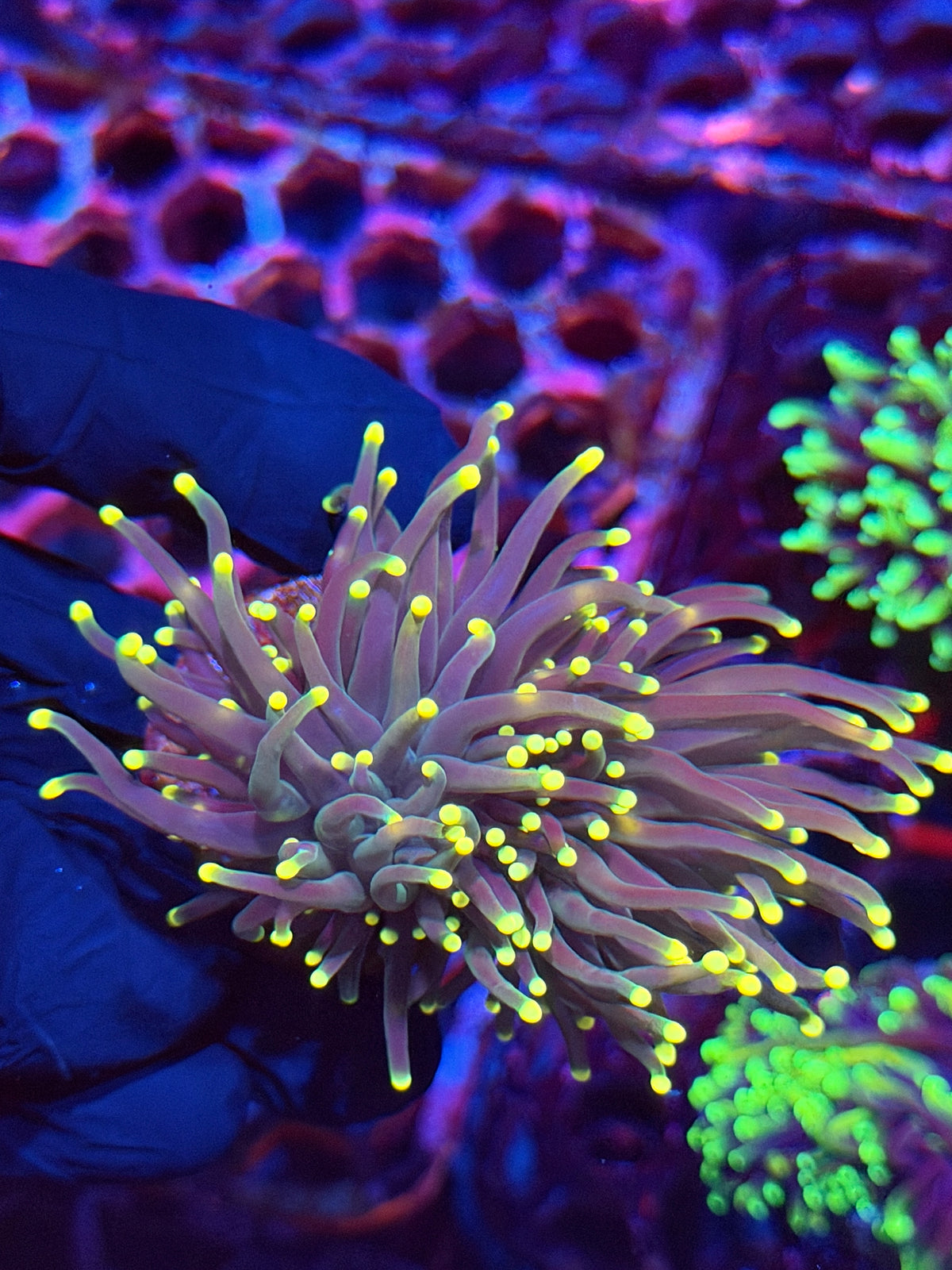 JEA Firefly Torch Coral 2 heads XL