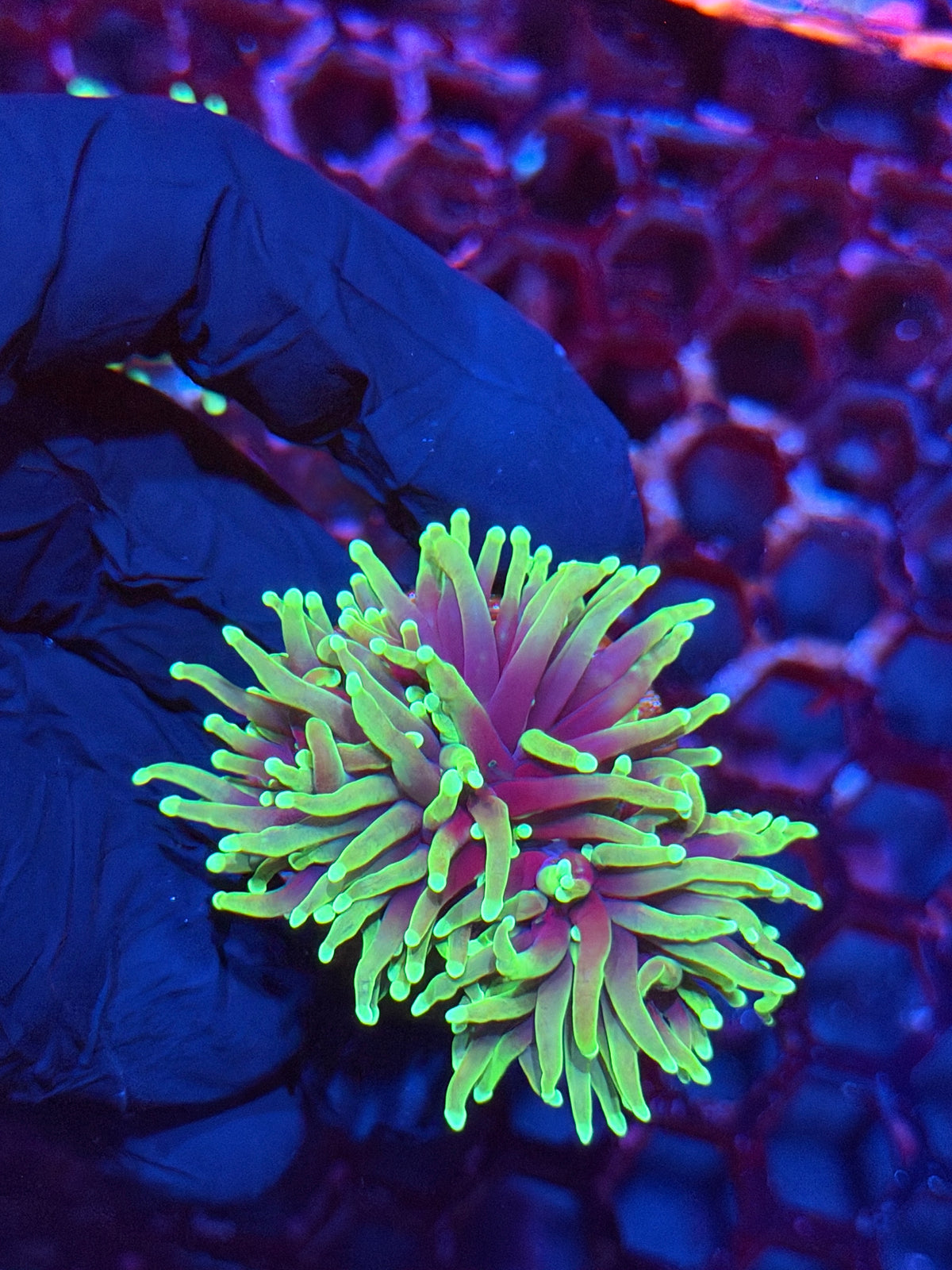 JEA Dragon Soul Torch Coral 2 Heads XL