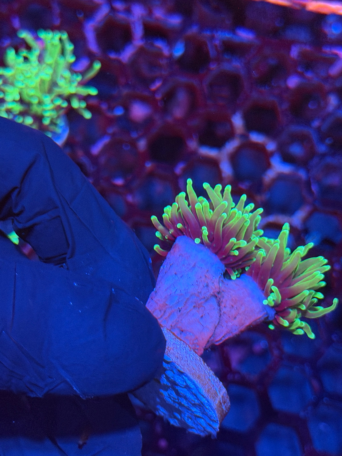 JEA Dragon Soul Torch Coral 2 Heads XL