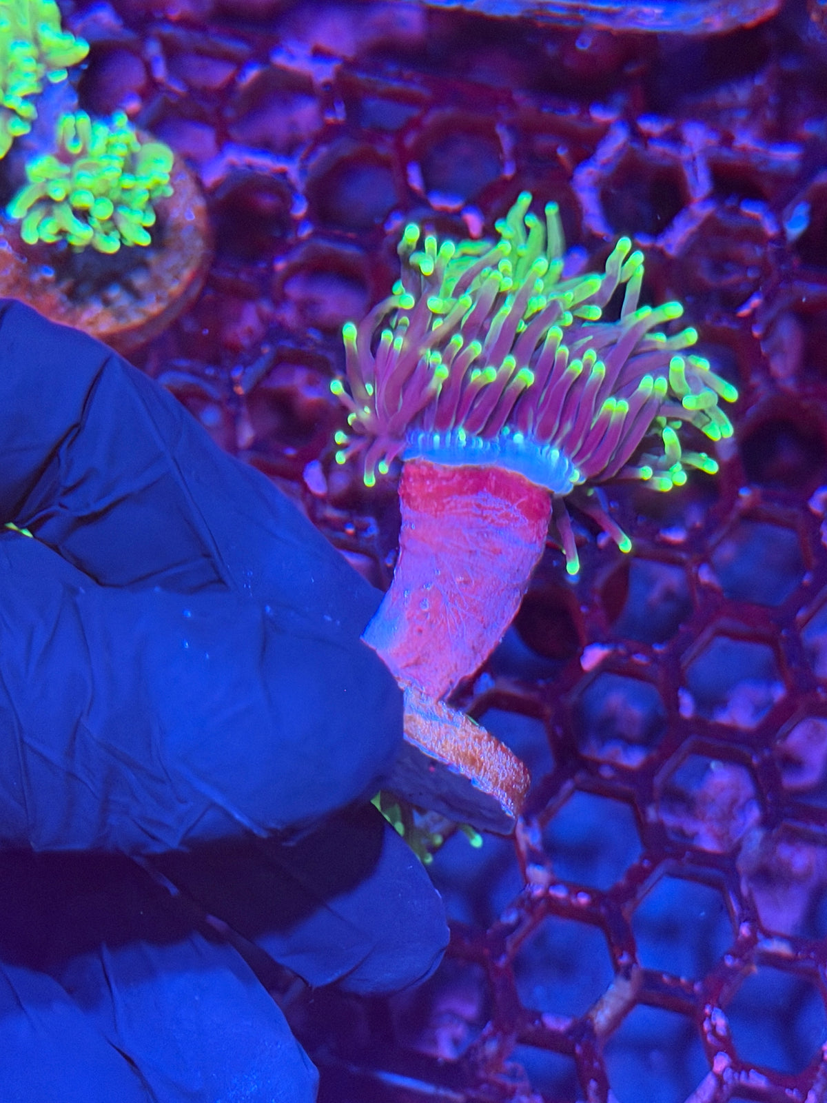 JEA Tinkerbell Torch Coral XL Head Splitting