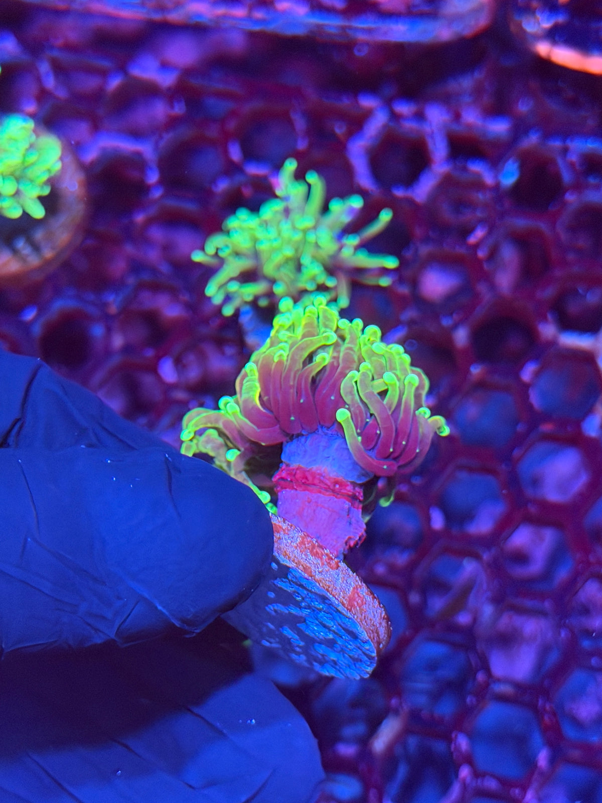 JEA Hellfire Torch Coral 1 Head XL