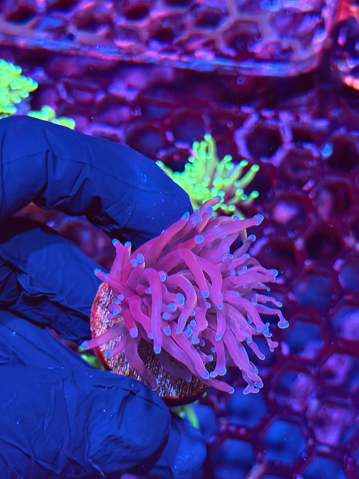 JEA Nightmare Torch Coral 1 Head XL