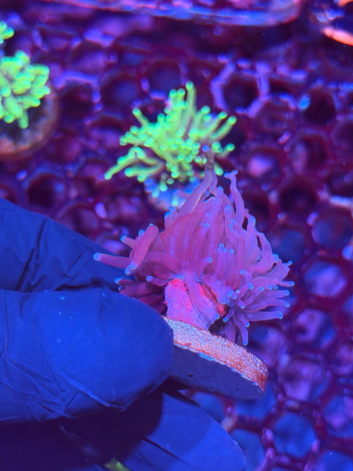 JEA Nightmare Torch Coral 1 Head XL
