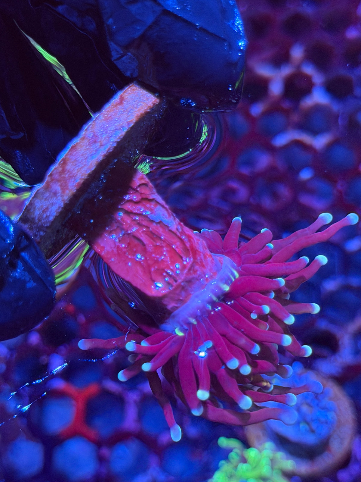 JEA Death Star Grail Torch Coral 1 head XL RARE