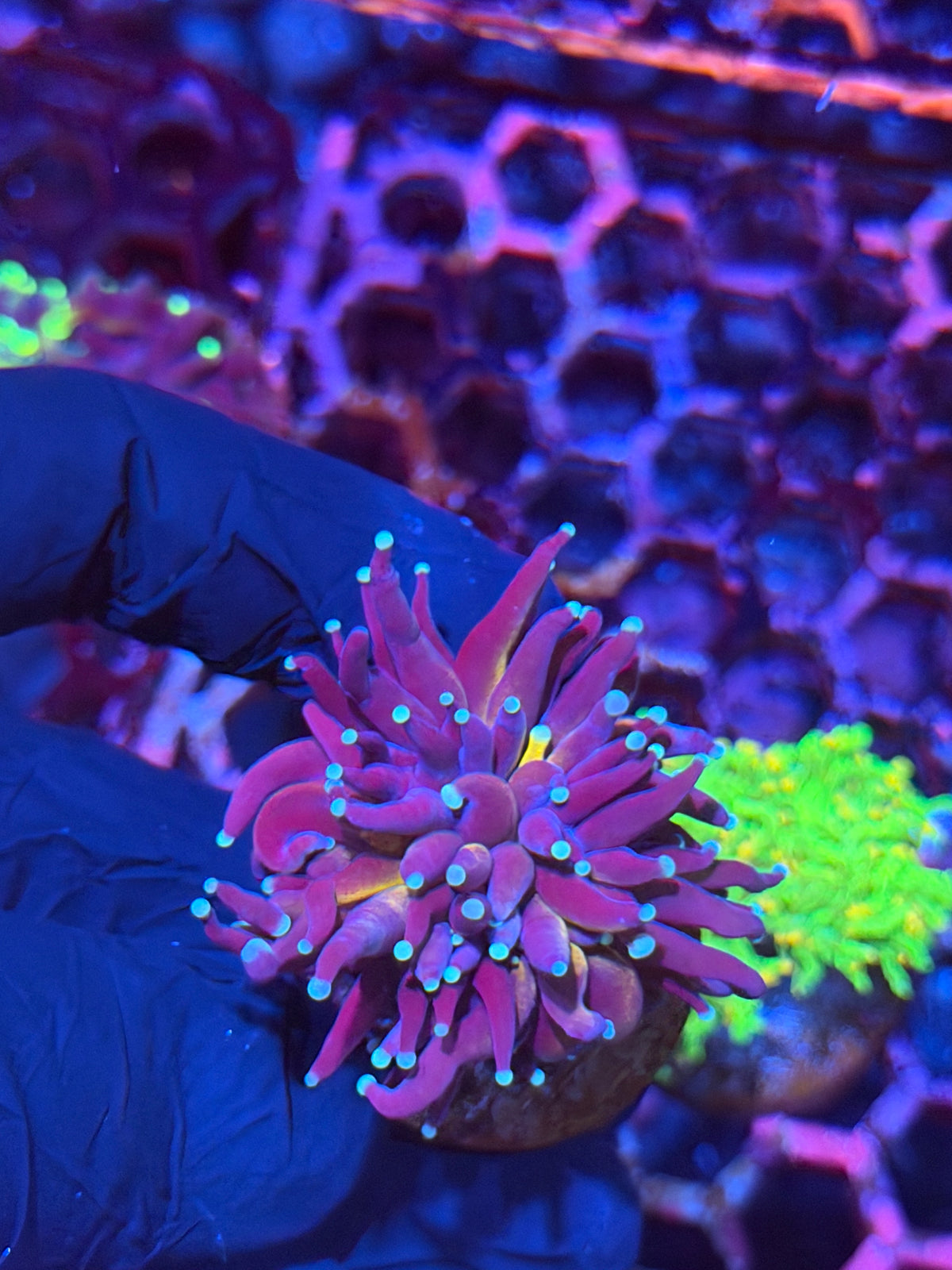 JEA Tiger 2.0 Torch Coral 1 XL Head
