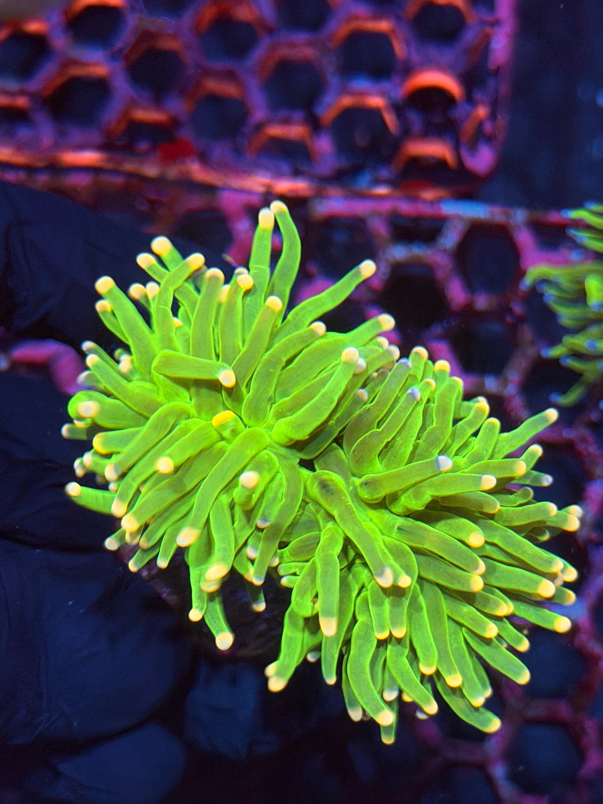 JEA Jelly Bean Grail Torch Coral 2 Heads XL