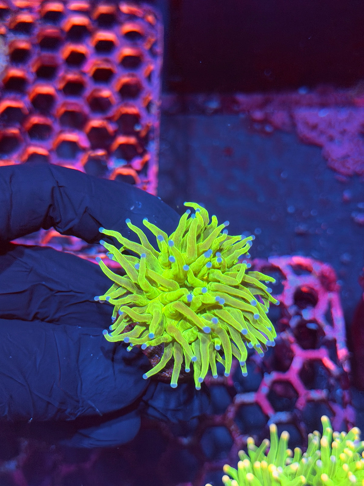 JEA Holy Grail Torch Coral 1 HEAD XL