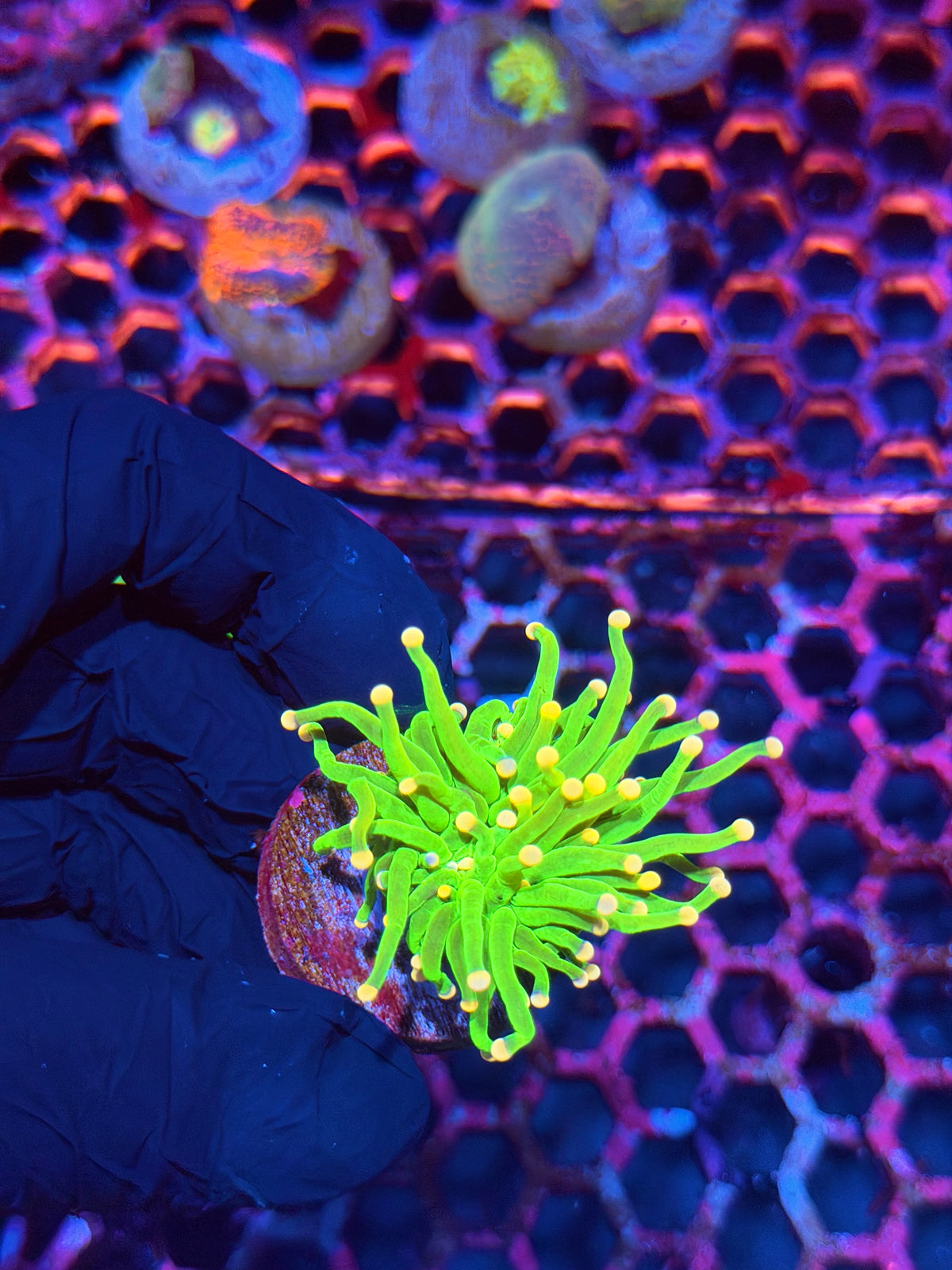 JEA Jelly Bean Holy Grail Torch Coral 1 Head