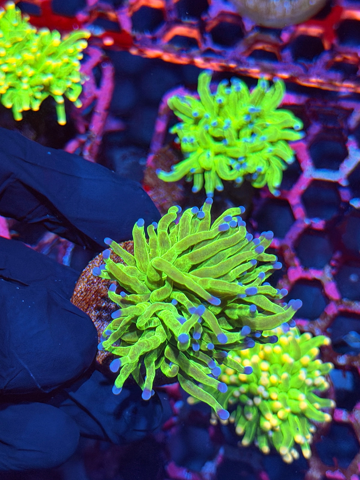 JEA Glitter Holy Grail Torch Coral 1 XL Head