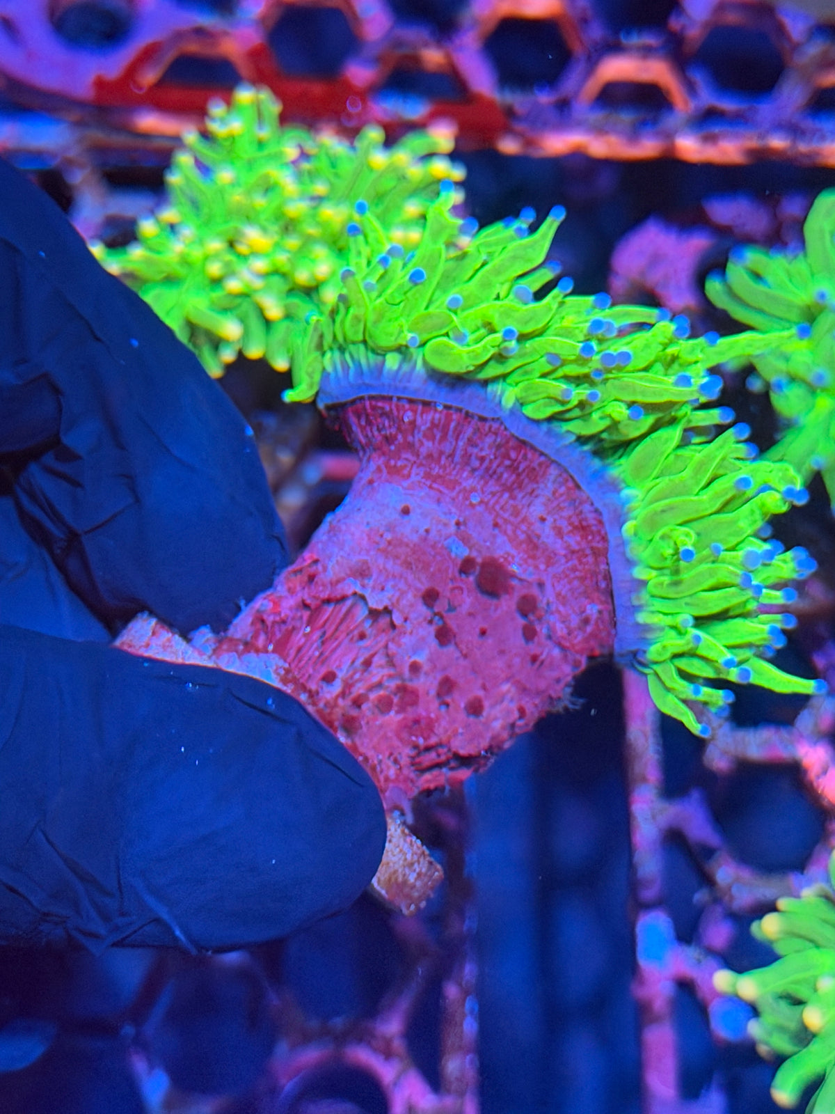 JEA Glitter Holy Grail Torch Coral XXL Splitting to 2
