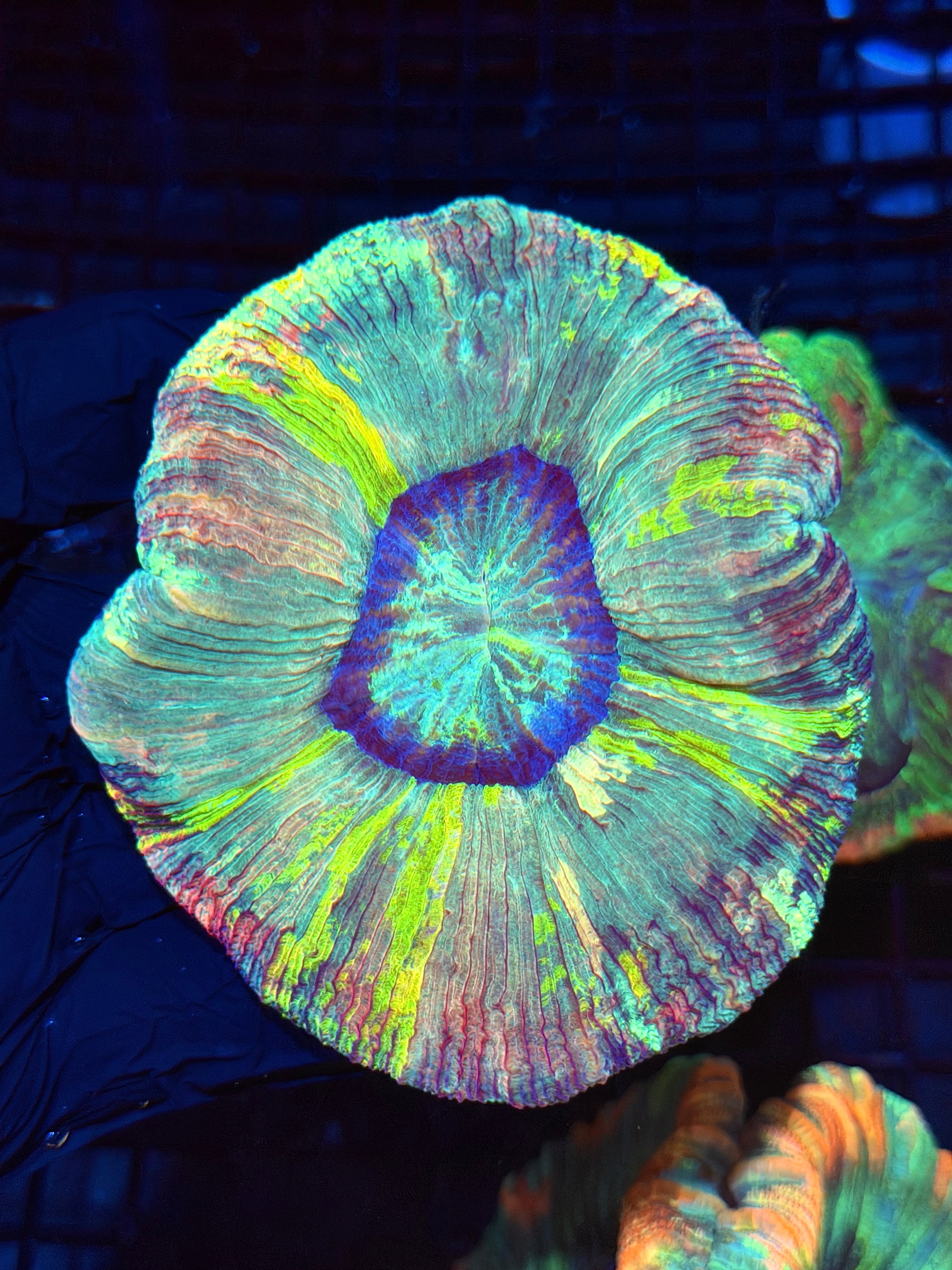 Browse Our Corals