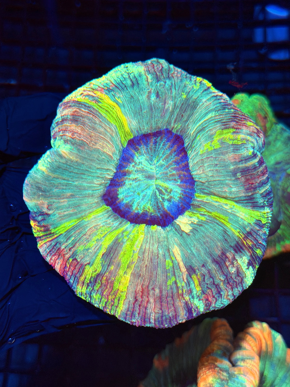 Insane Rainbow Wellsophyllia Meat Coral *Collectors Piece* 10/25