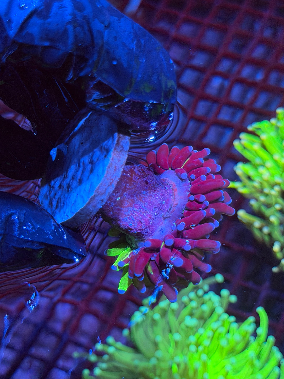 JEA Grafted Holy Grail Torch Coral 1 XL Head Splitting *Collectors Piece* 10/5