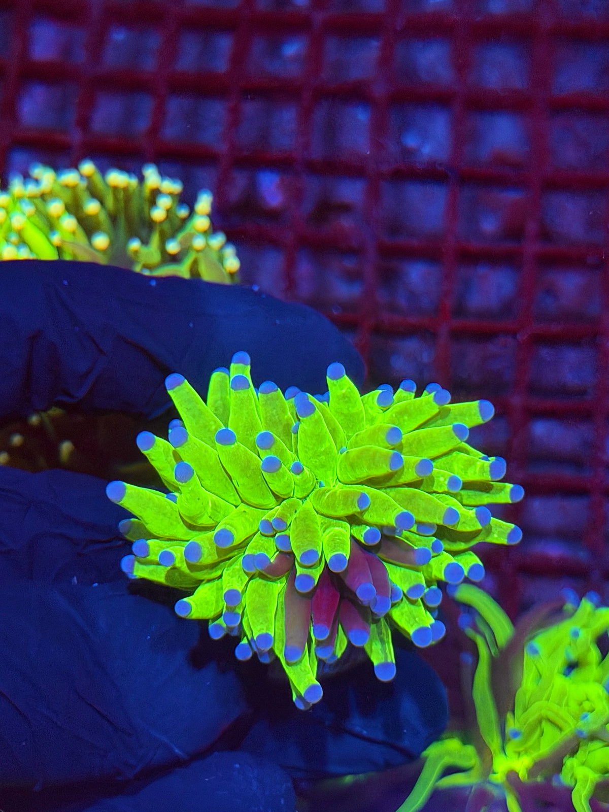 JEA Grafted Holy Grail Torch Coral 1 XL head Splitting *Collectors Piece* 10/6