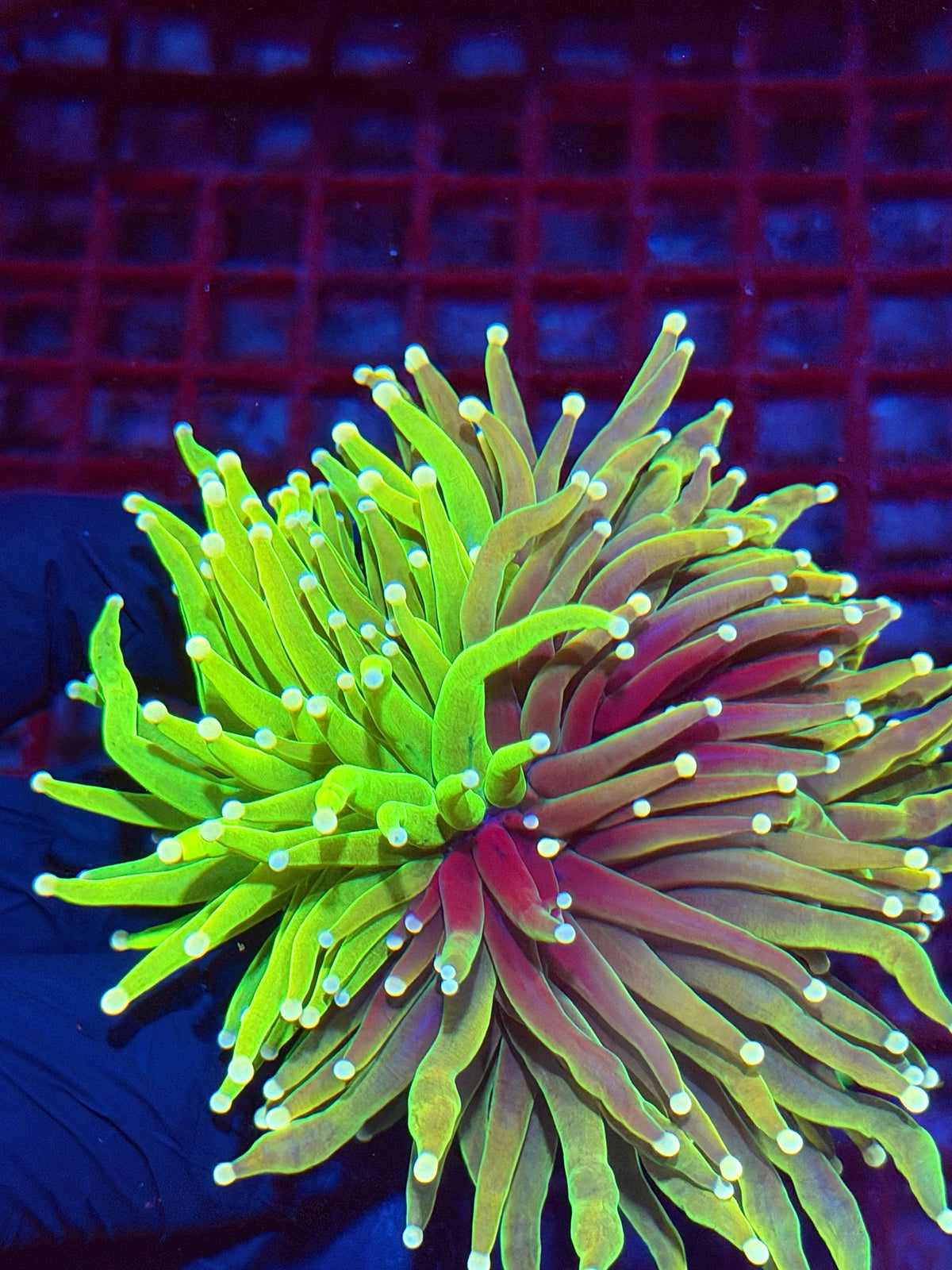 JEA Chimera Grafted Holy Grail Torch Coral 3 Heads Splitting Cluster XXXL Collectors Piece 10/6