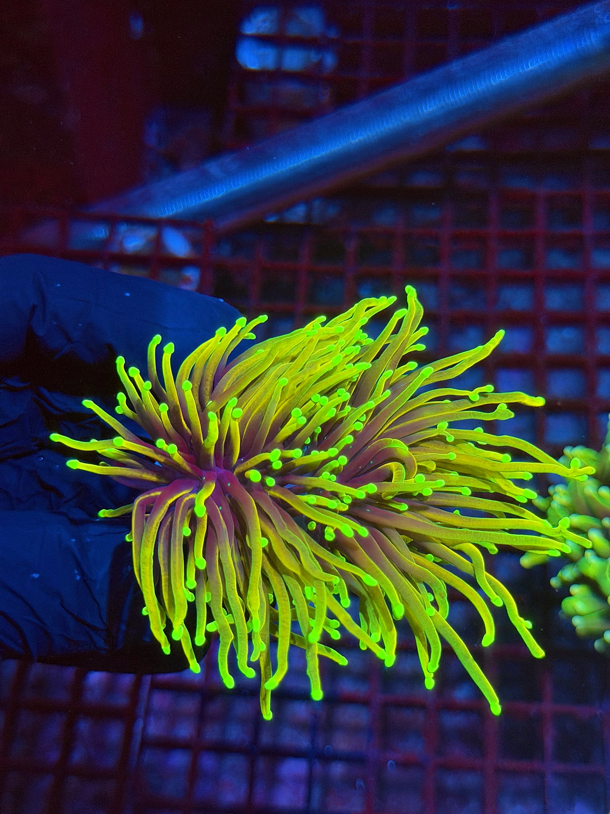 JEA Holy Guac Torch Coral 2 Heads XXL 10/6