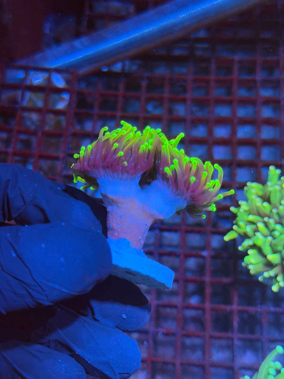 JEA Holy Guac Torch Coral 2 Heads XXL 10/6