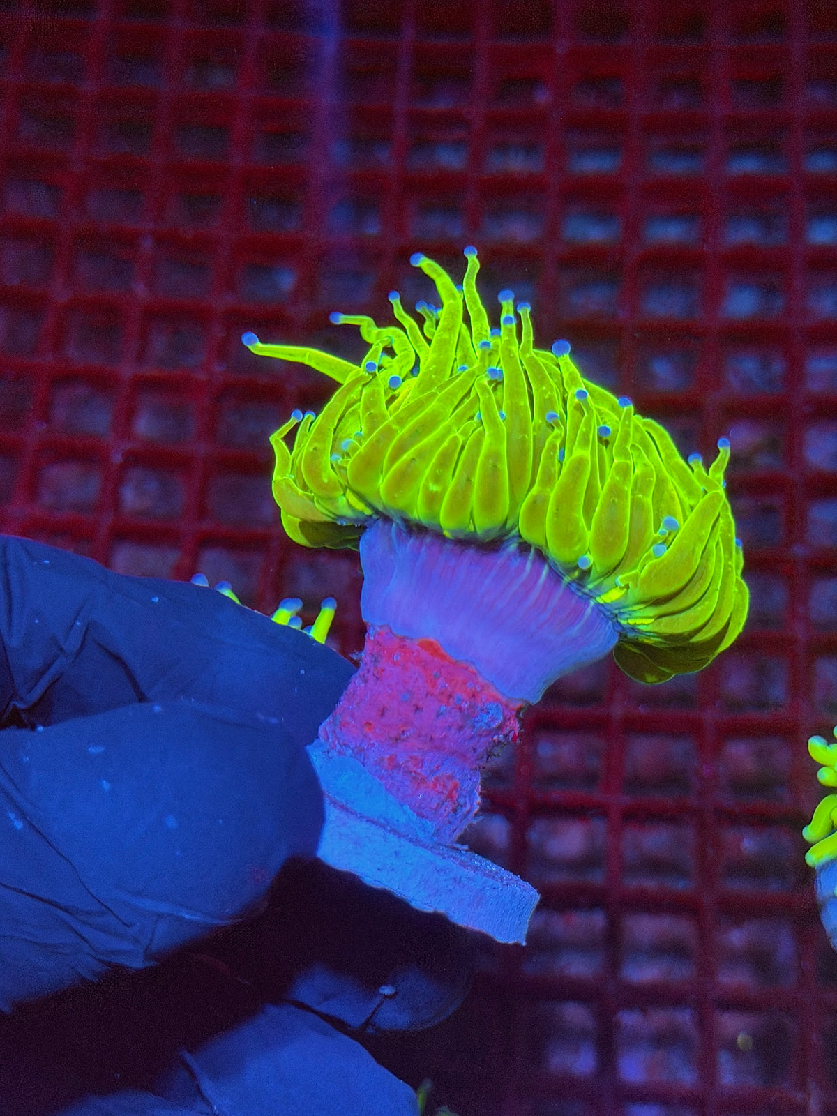 JEA 24K Holy Grail Torch Coral 1 XL Head Splitting 10/6