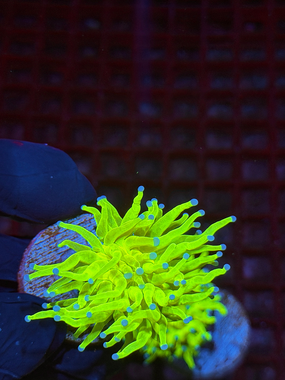 JEA 24K Holy Grail Torch Coral 1 XL Head 10/6