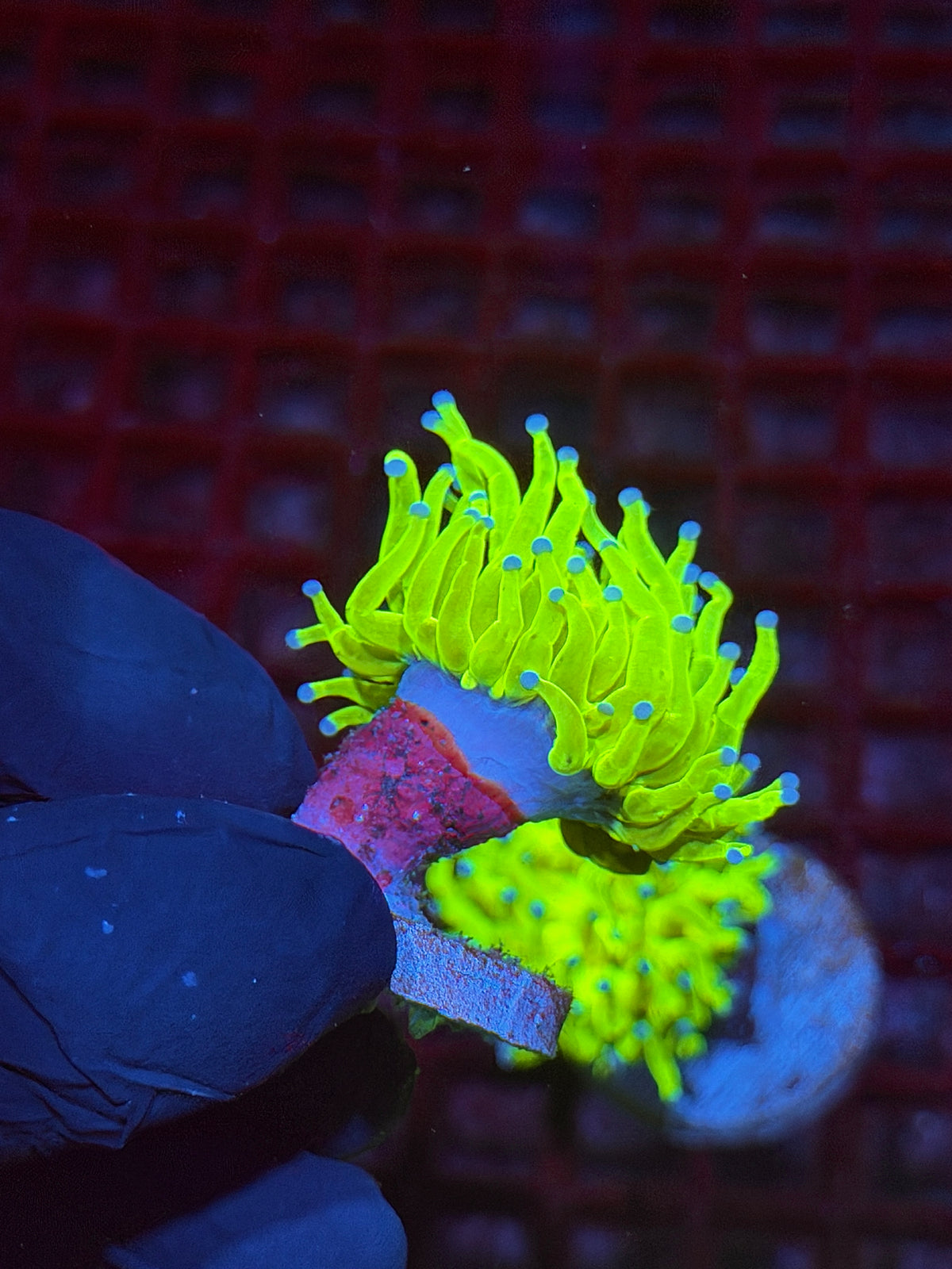 JEA 24K Holy Grail Torch Coral 1 XL Head 10/6