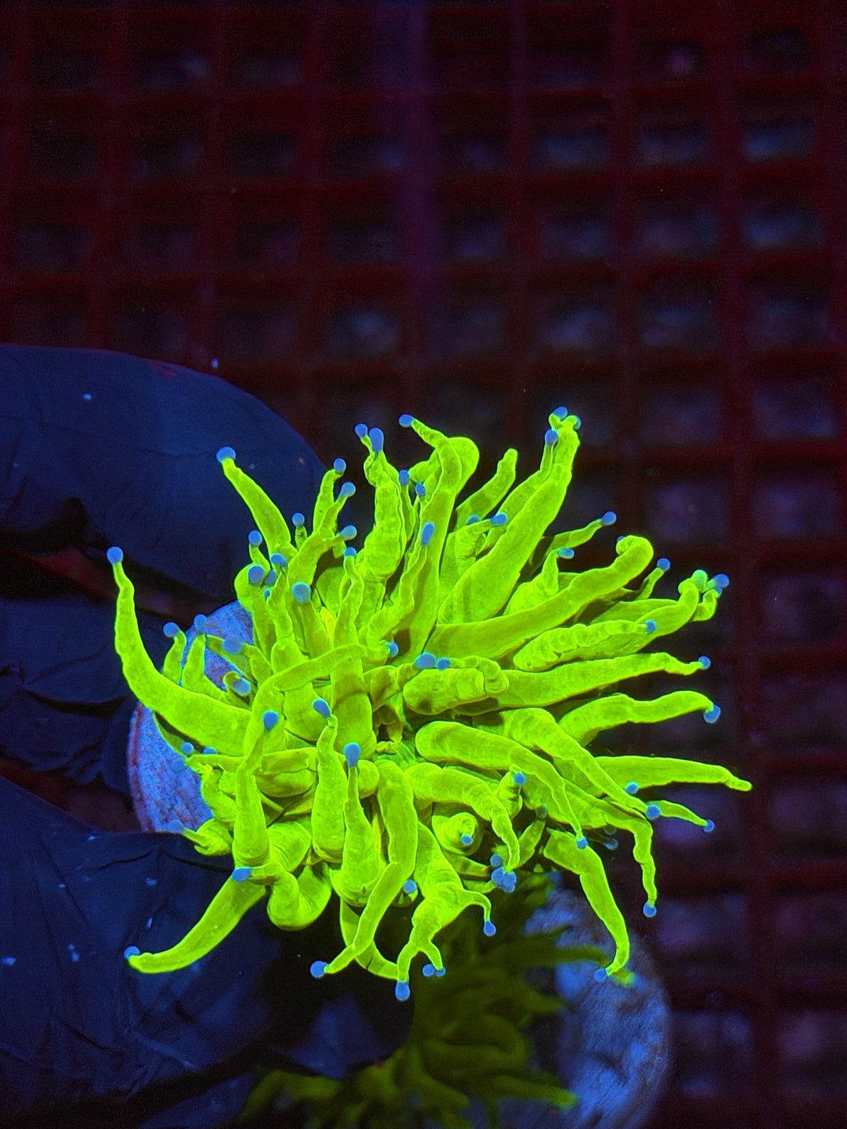 JEA 24K Holy Grail Torch Coral 1 Head XL 10/5