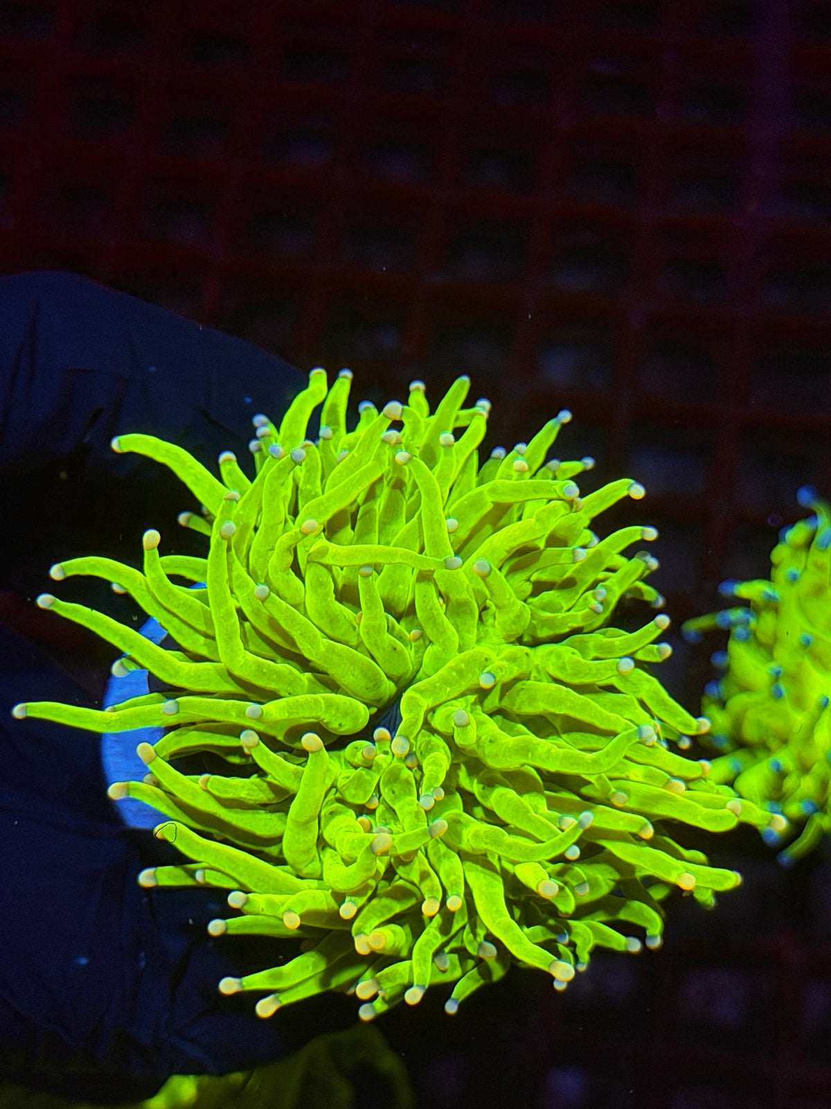 JEA Skittles Holy Grail Touch Coral 2 Heads Splitting XL 10/6