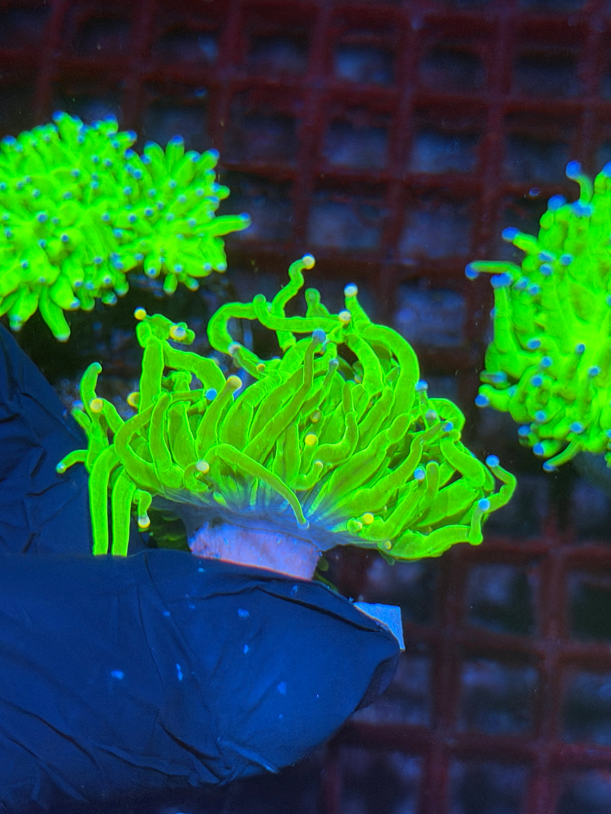 JEA Sweet Tarts Holy Grail Torch Coral 1 XL Head 10/5