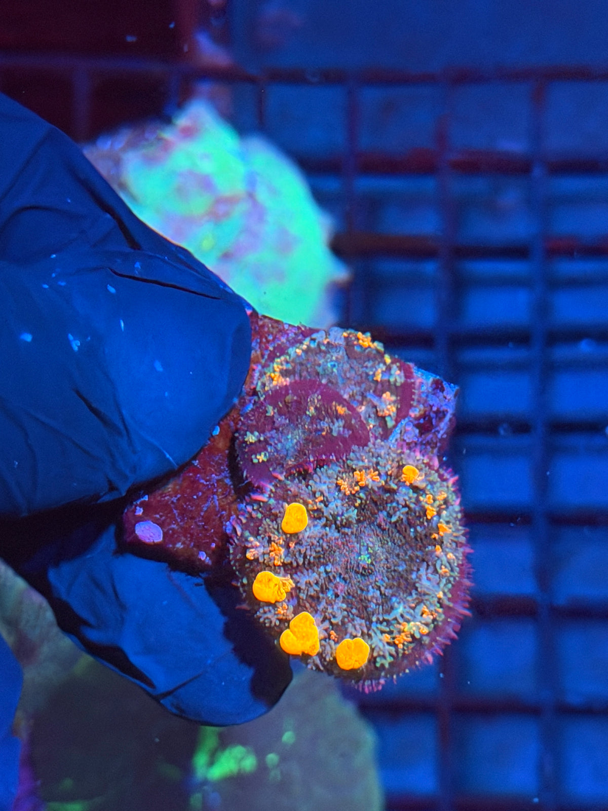 JEA Pop Rocks Bounce Mushroom Coral Colony 10/6