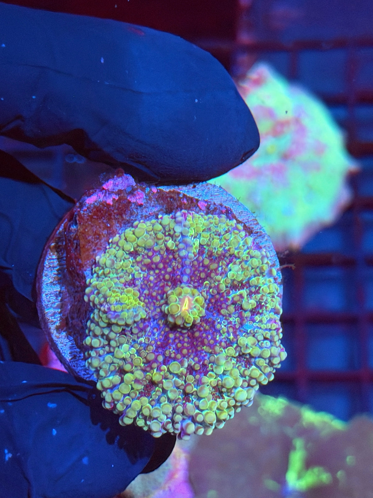 JEA Confetti Yuma Mushroom Coral 10/5