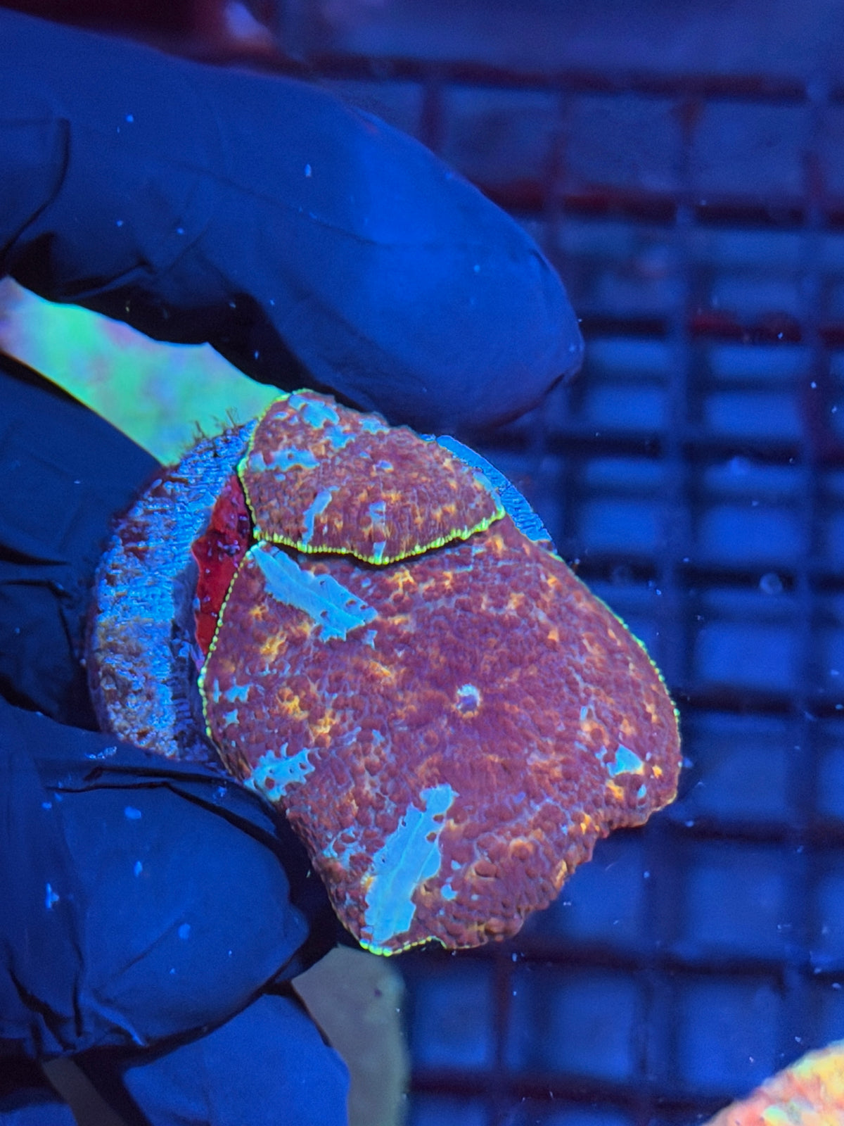 JEA Riot Shield Jawbreaker Mushroom Coral XL 10/5