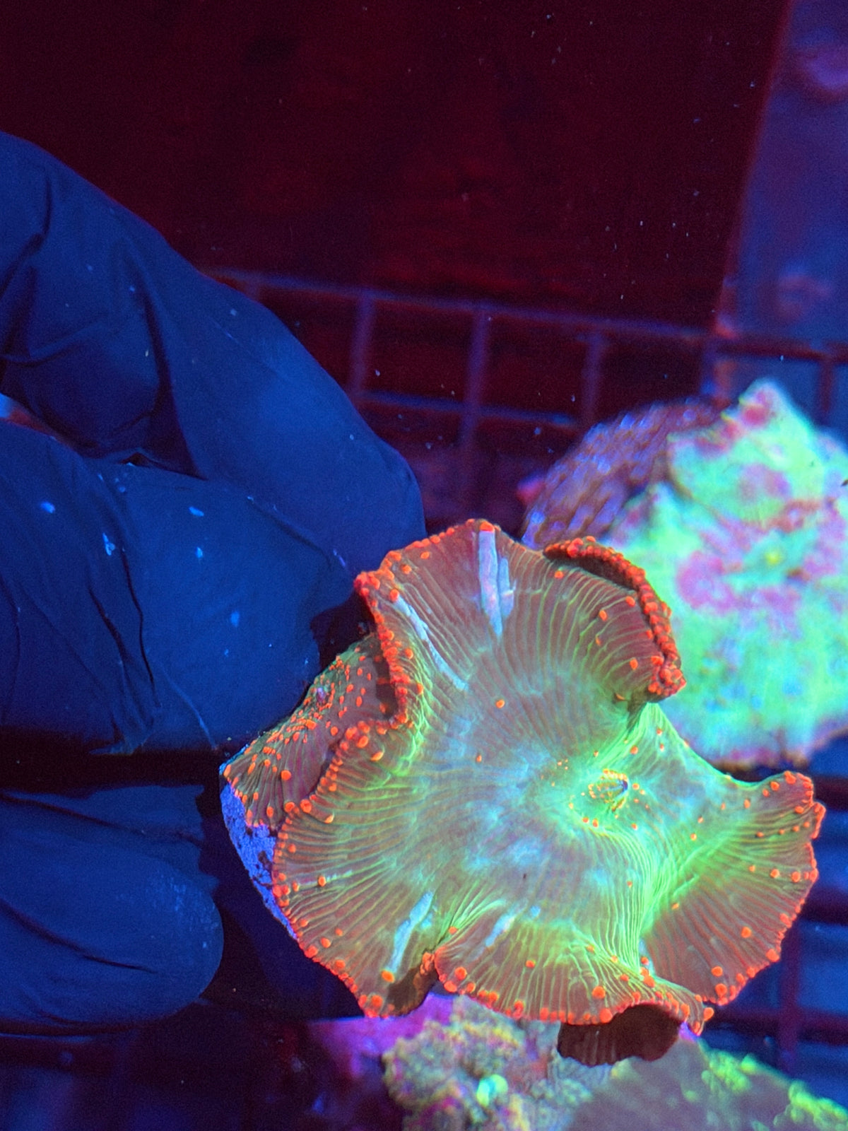 JEA Reptar Eclectus Mushroom Coral Mama + Baby XXL 10/6