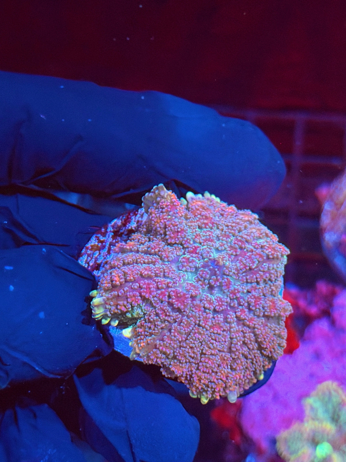 Jay's Exotic Corals