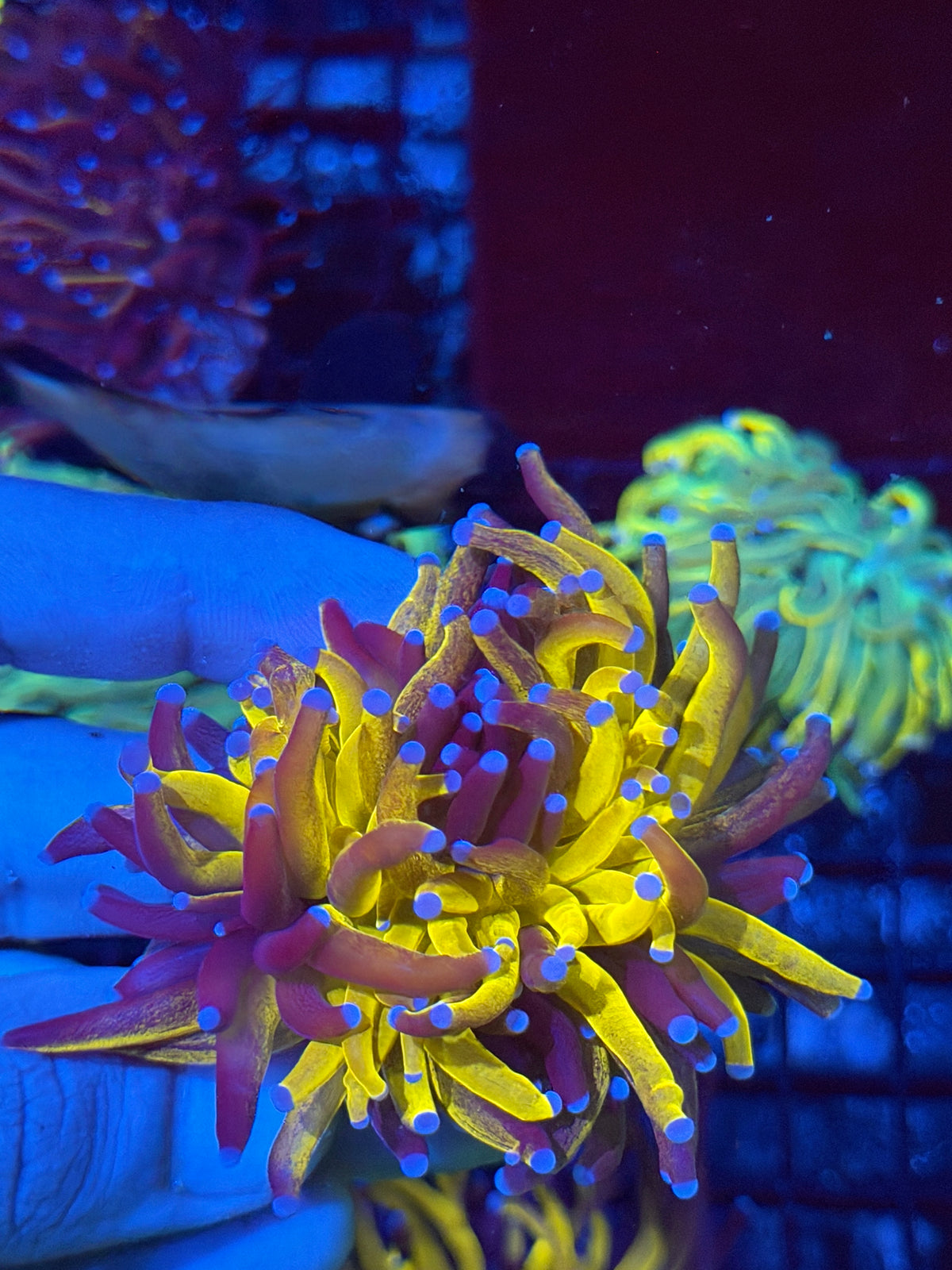 JEA Grafted Orange Tiger Torch Coral 1 XL Head Collectors Piece 10/6