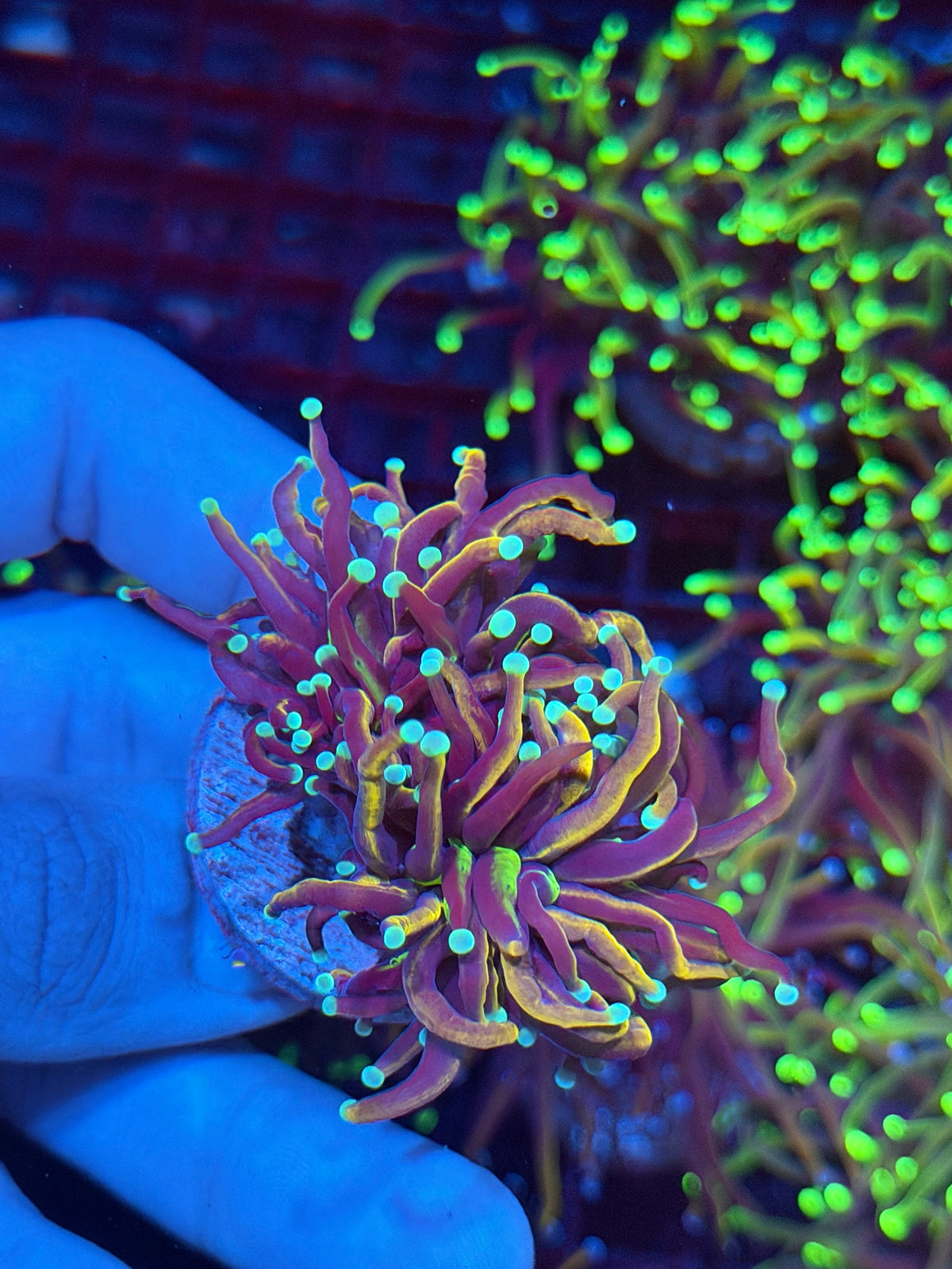 JEA Sub Zero Torch Coral 2 Heads XXL 10/5