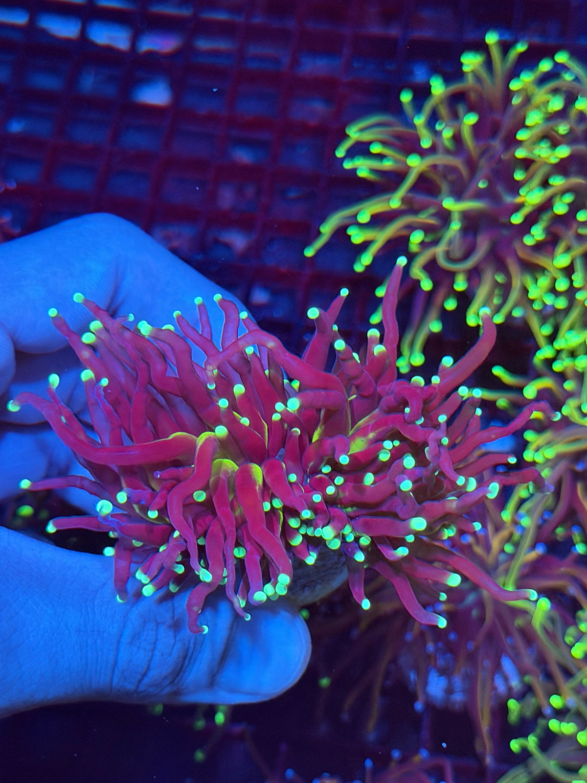 JEA Medusa Torch Coral 2 Heads XXL Show Piece 10/6