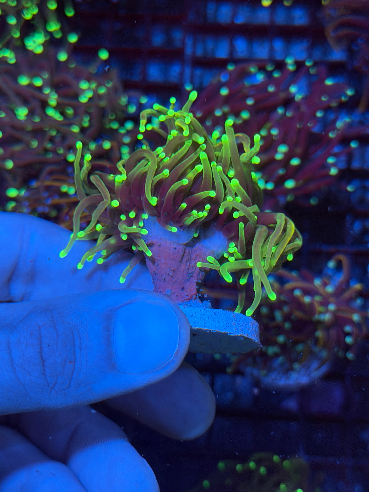 JEA Dragon Fire Torch Coral 2 Heads Splitting XL 10/6