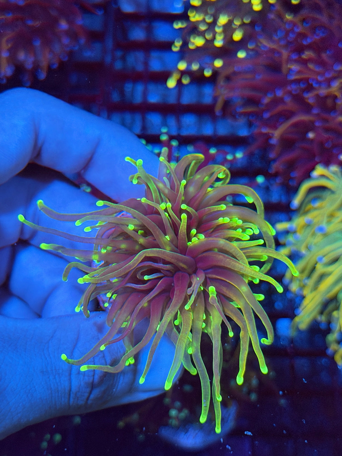 JEA Dragon Fire Torch Coral Splitting to 2 Heads XL 10/5