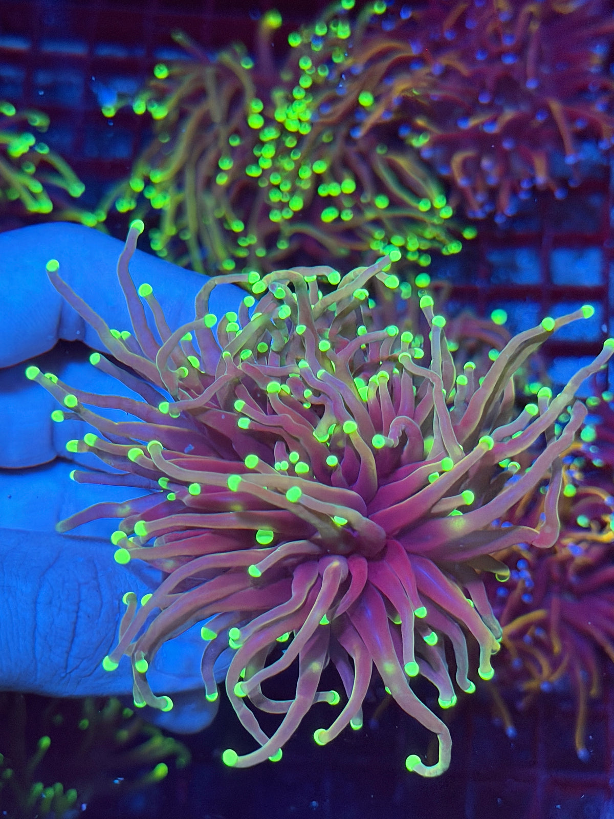 JEA GloStick Torch Coral 2 Heads Splitting XL 10/5