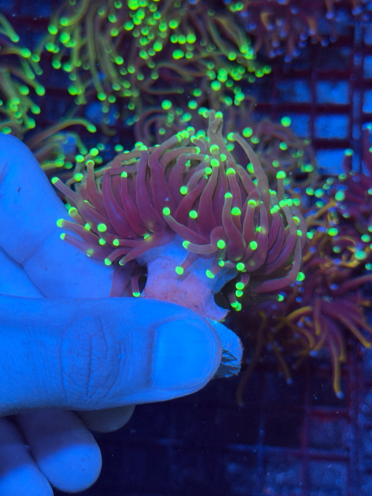 JEA GloStick Torch Coral 2 Heads Splitting XL 10/5