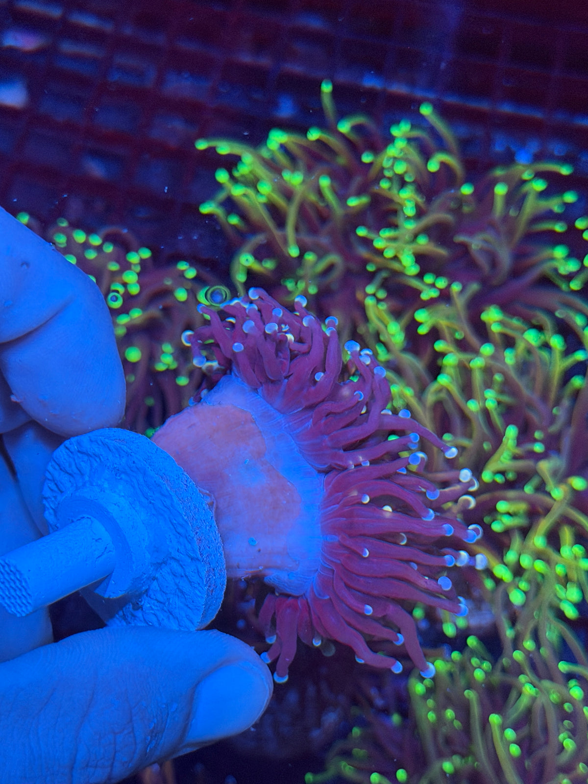 JEA Purple Rain Torch Coral 2 Heads Splitting XL 10/6