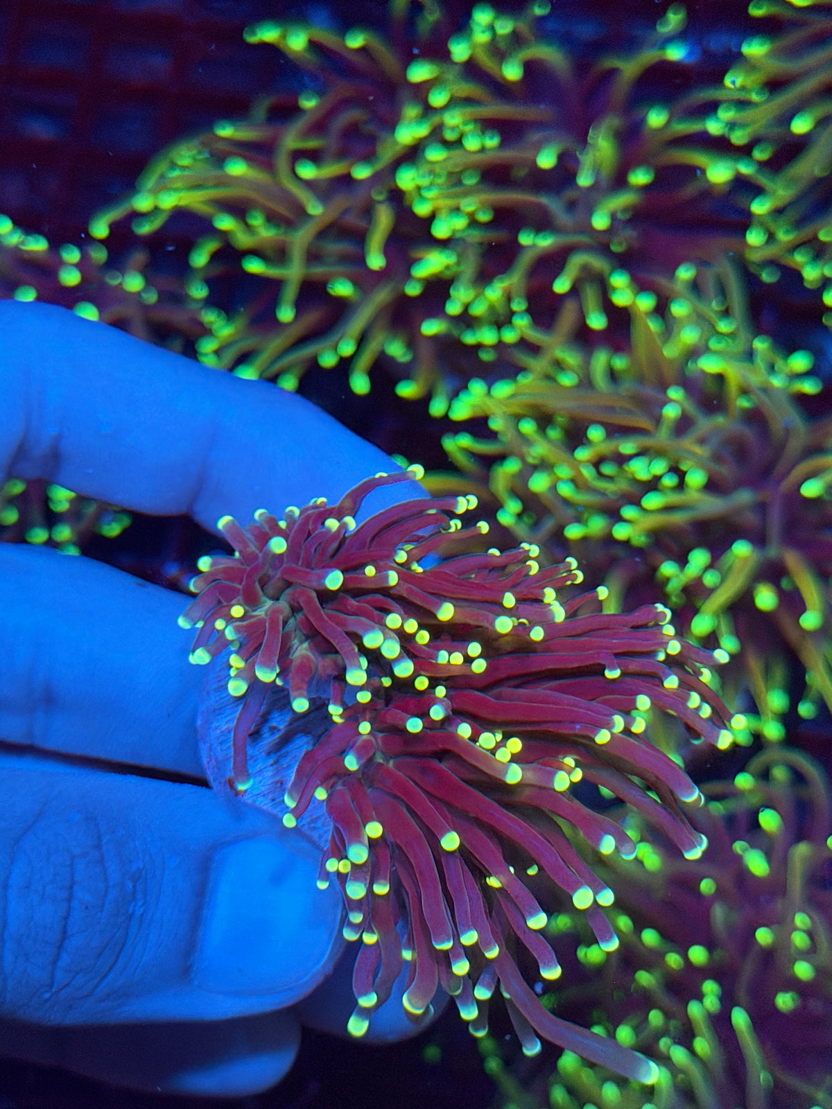 JEA Firefly Torch Coral 2 heads XL 10/5