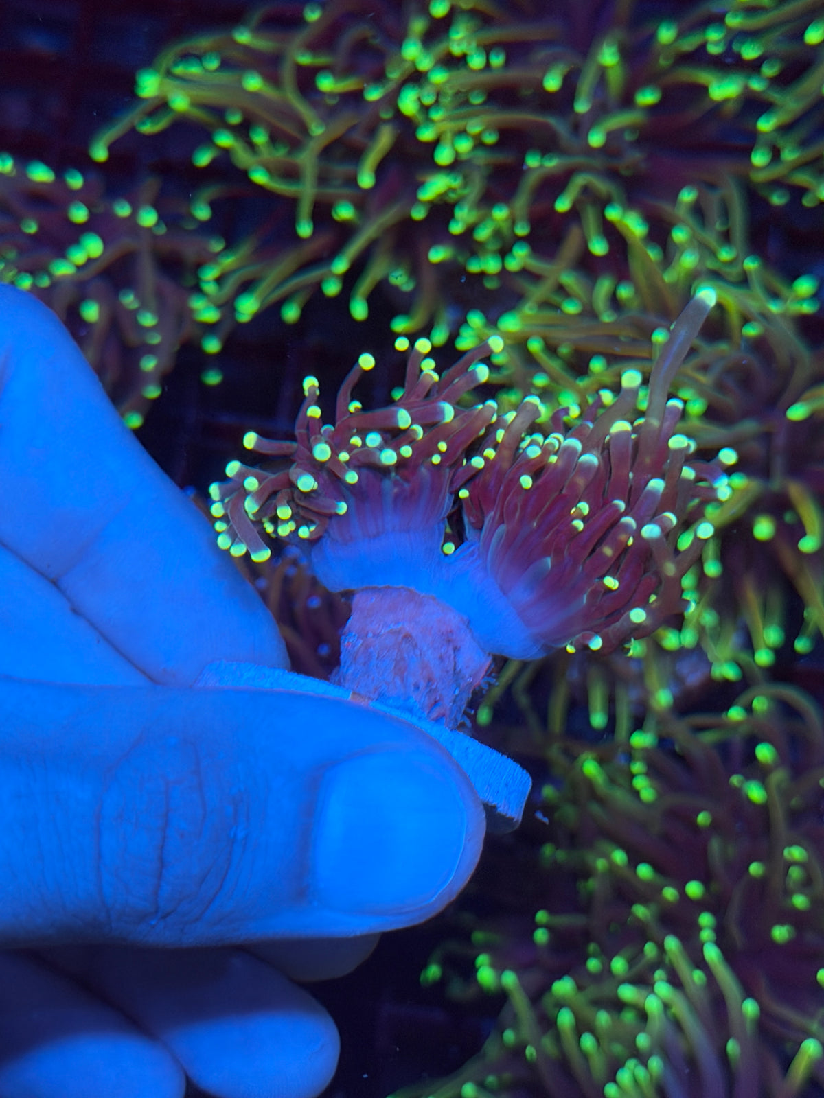 JEA Firefly Torch Coral 2 heads XL 10/5