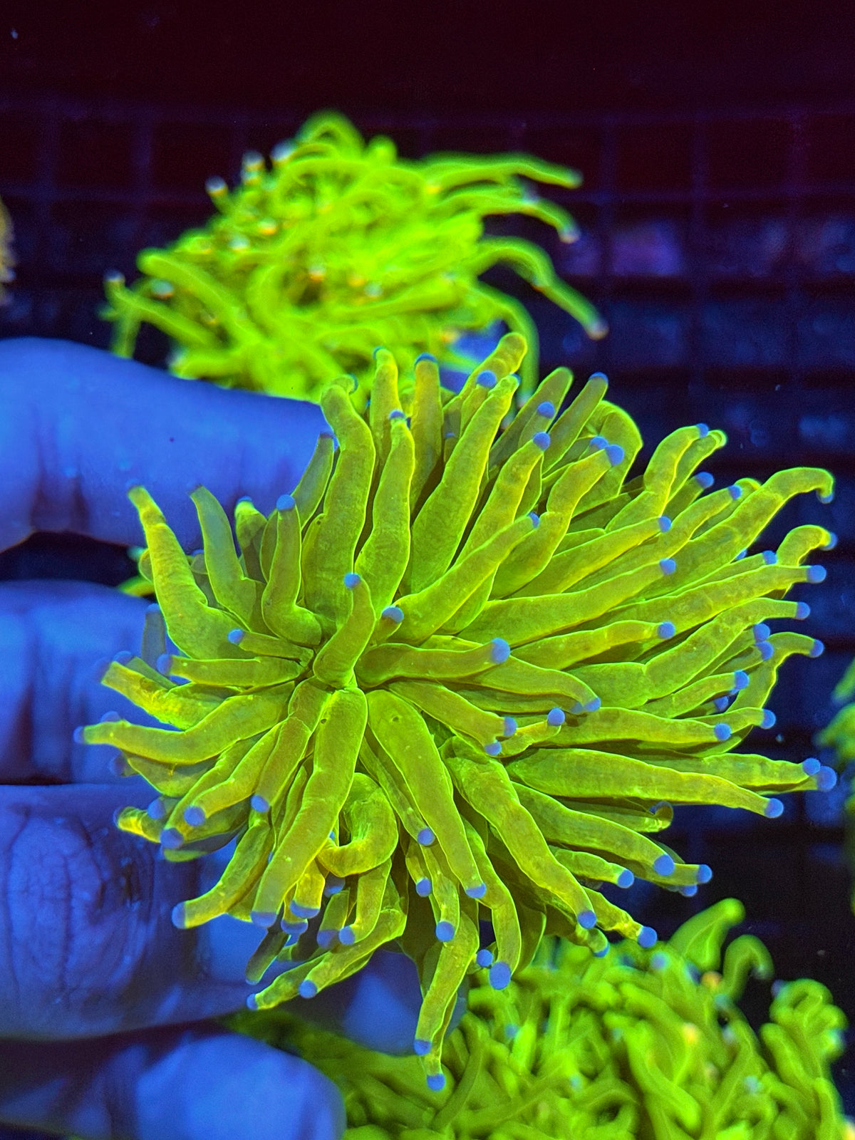 JEA Yellow Holy Grail Torch Coral 1 head XXL 10/5