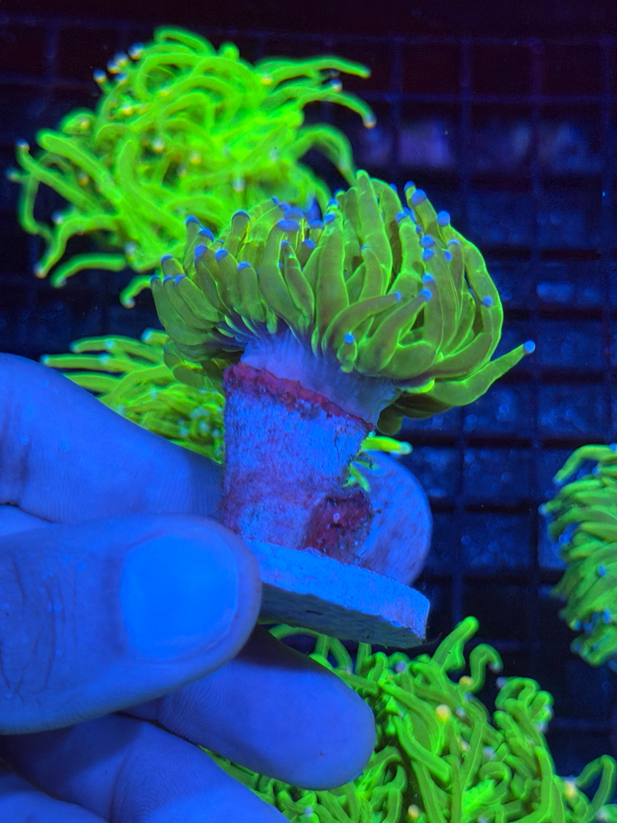 JEA Yellow Holy Grail Torch Coral 1 head XXL 10/5