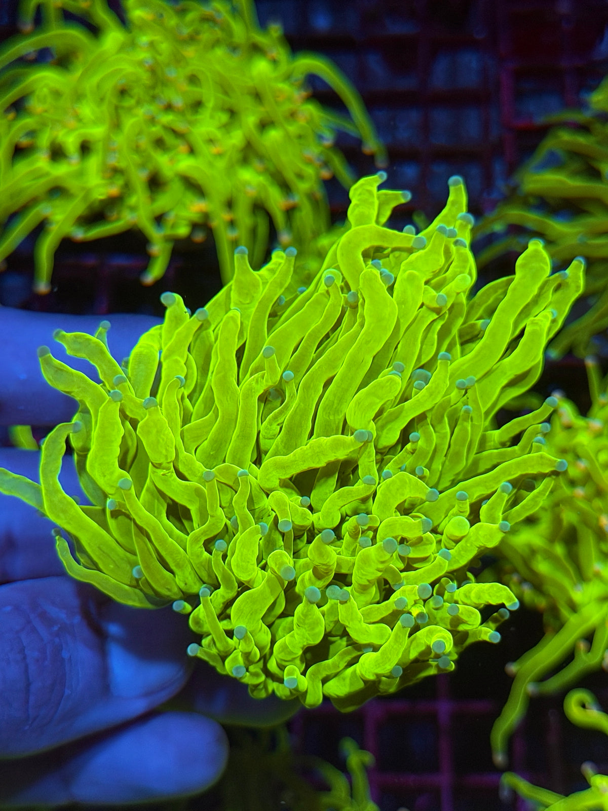 JEA White Widow Torch Coral 1 XXL Head Splitting 10/6