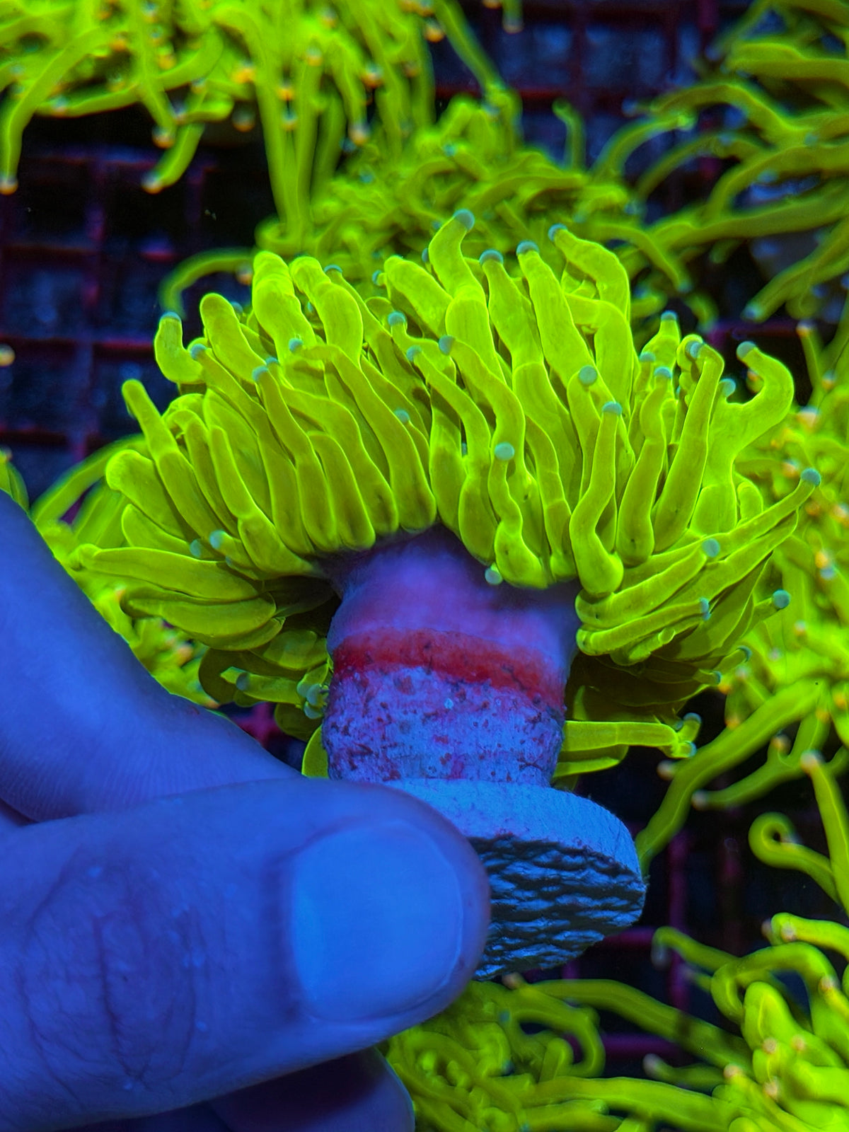 JEA White Widow Torch Coral 1 XXL Head Splitting 10/6