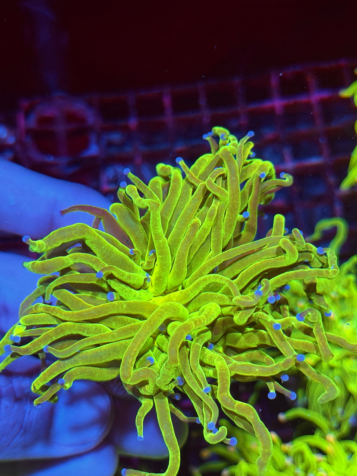 JEA Grafted Yellow Holy Grail Torch Coral 1 XL Head 10/6