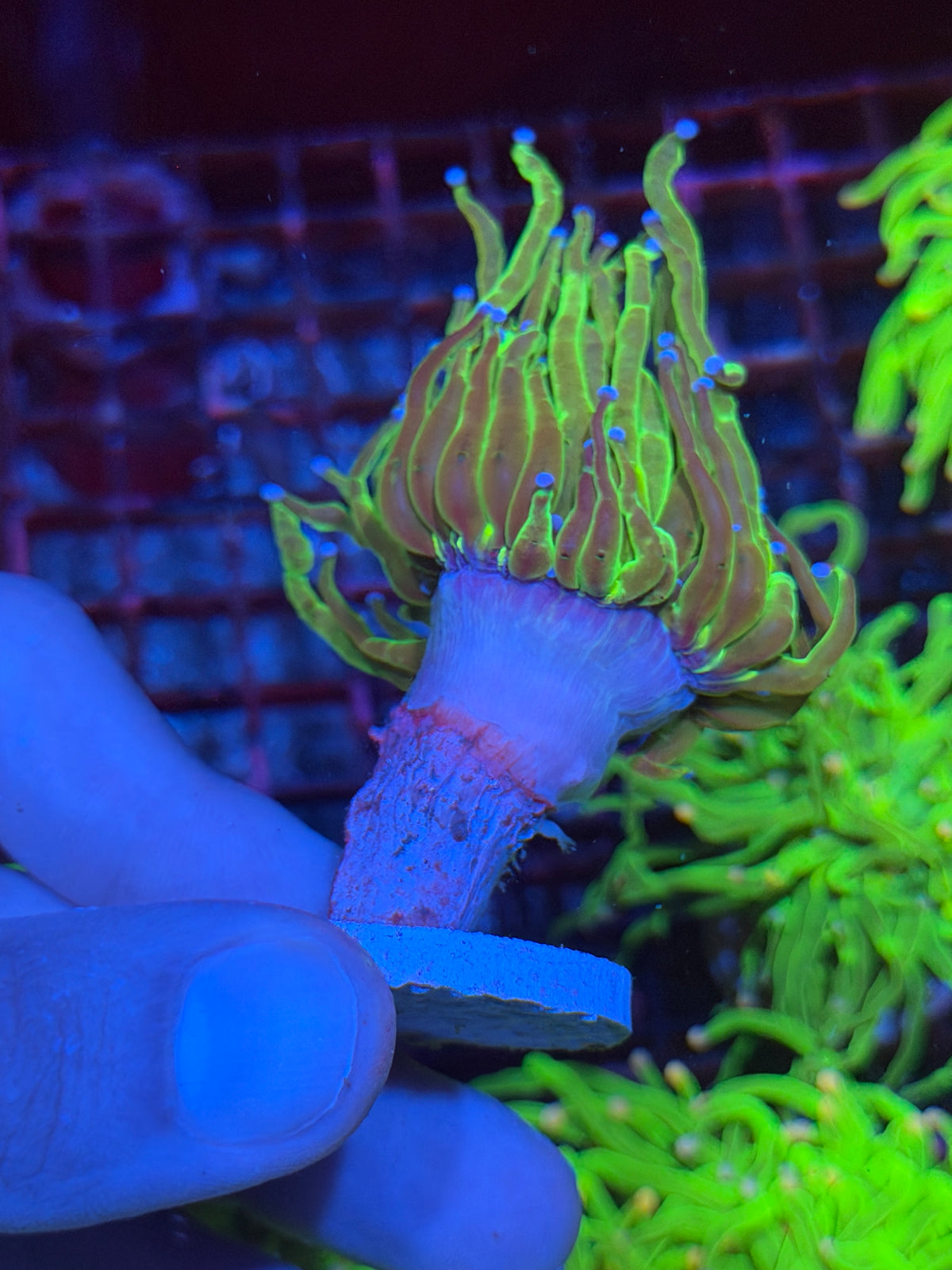 JEA Grafted Yellow Holy Grail Torch Coral 1 XL Head 10/6
