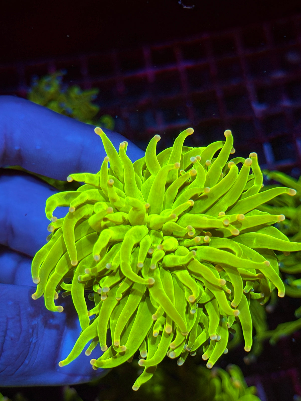 JEA Skittles Holy Grail Torch Coral 1 Head XL Splitting 10/6