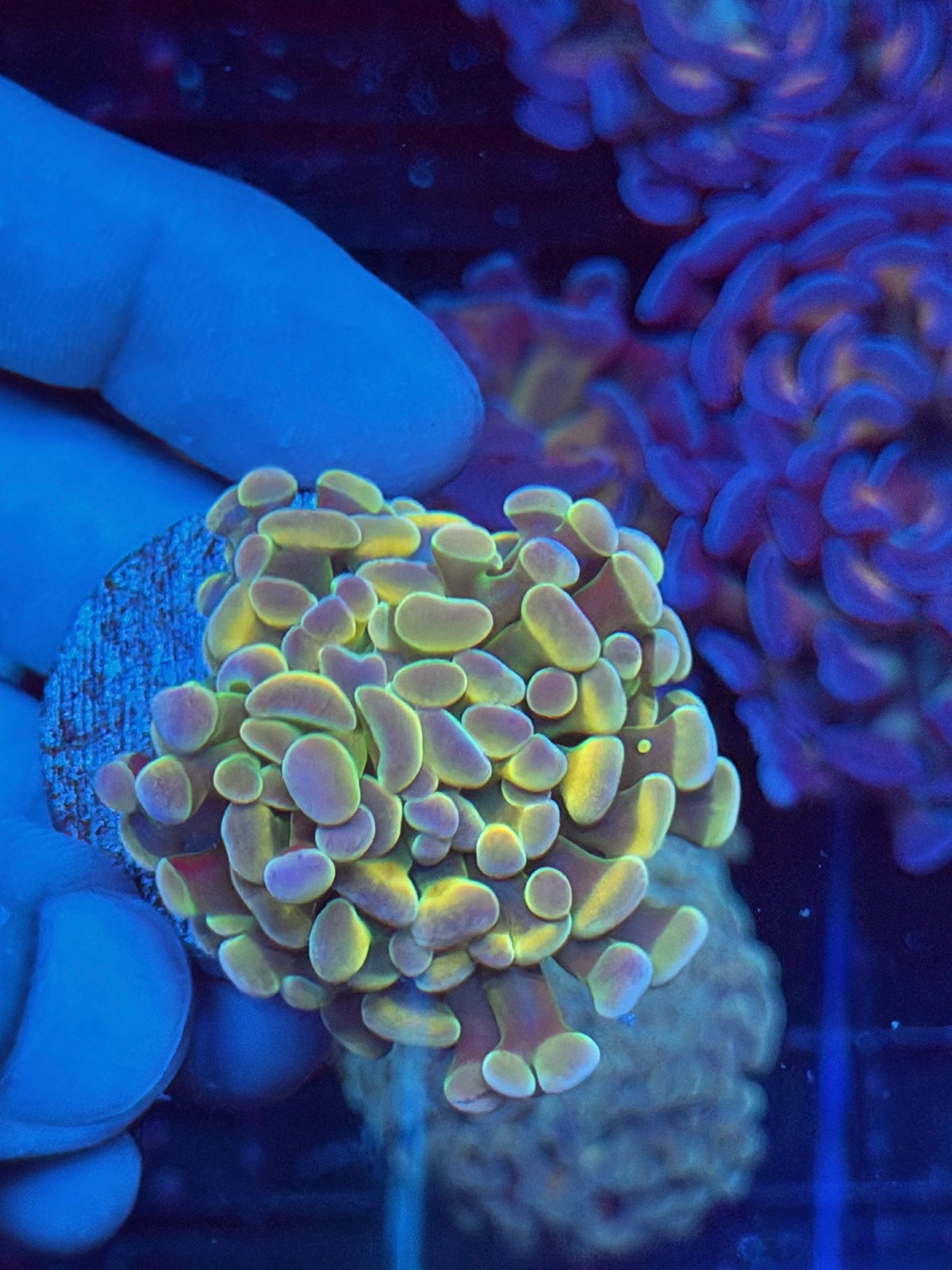 JEA Rainbow Fusion Hammer Coral 1 XL Head 10/5